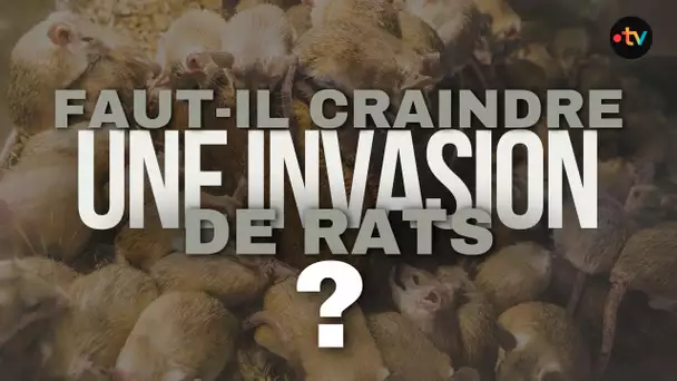 REPORTAGE. Faut-il craindre une invasion de rats en ville ?