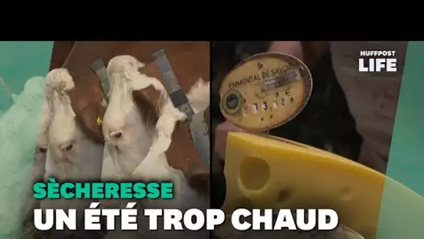 Emmental, tomme ou reblochon… Avec la sécheresse, « on fait moins de fromages » en Savoie