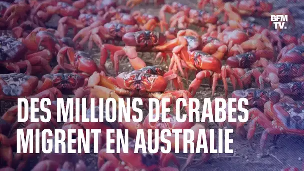 En Australie, ces crabes migrent par millions