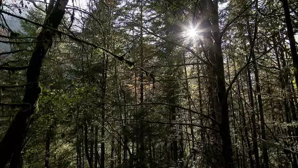 Haute-Savoie : une association veut acheter 10 hectares de forêt