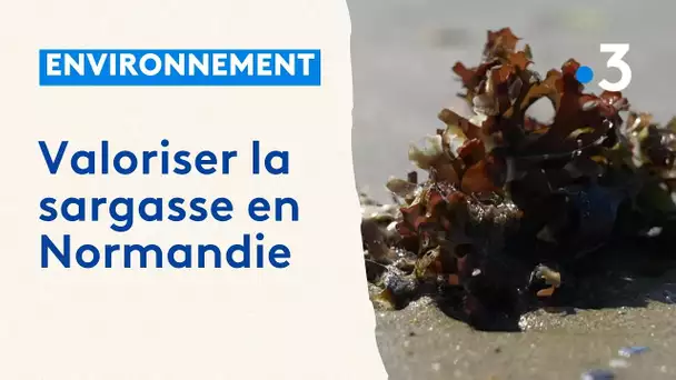 Environnement : la valorisation des sargasses en Normandie
