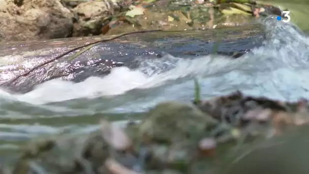 Pollution des eaux du Lez à Montpellier : la baignade et la pêche interdites