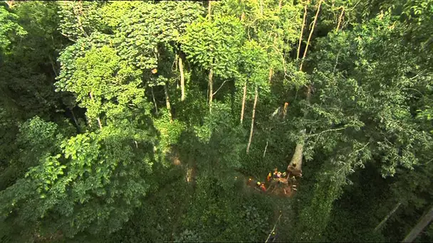 C'est pas sorcier -la Forêt du congo : sur la piste des bois tropicaux