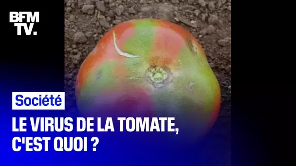 Le virus de la tomate, c'est quoi ?