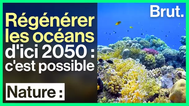 Les actions pour régénérer les océans d'ici 2050