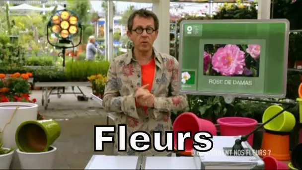 Pourquoi les hommes sélectionnent-ils les fleurs ? - C'est Pas Sorcier