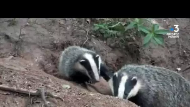 La chasse aux blaireaux dénoncée par les naturalistes dans les Hauts de France