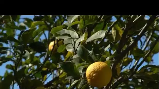 MEDITERRANEO – Réputé pour ses qualités gustatives uniques, le citron de Menton est très apprécié.