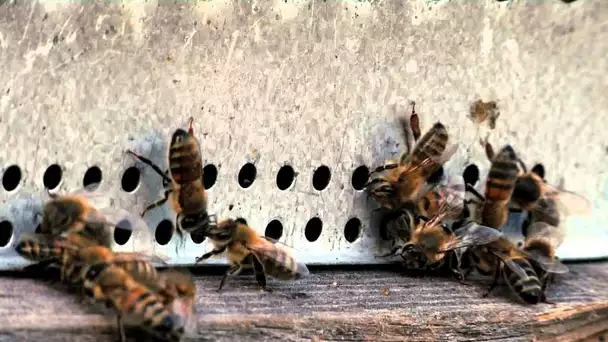 Pesticides : les apiculteurs en colère organisent une transhumance dans Paris