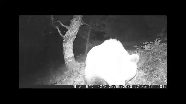 Ariège : l'oeil de l'ours sous l'oeil des caméras de passionnés de vie sauvage