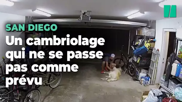 Ce chien beaucoup trop gentil a même attendri le cambrioleur