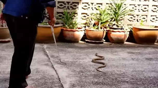 En Thaïlande, mieux vaut inspecter sa chambre avant de dormir