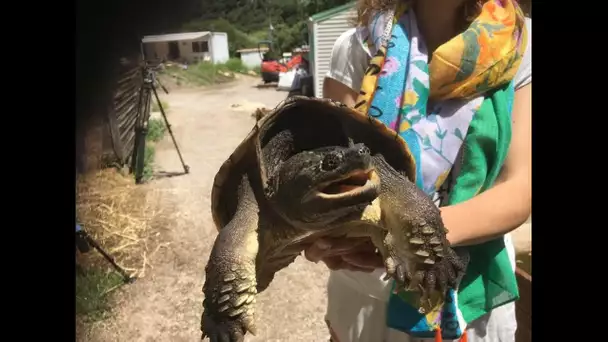 Une tortue serpentine retrouvée dans la rue à Saint-André, village des Pyrénées-Orientales.