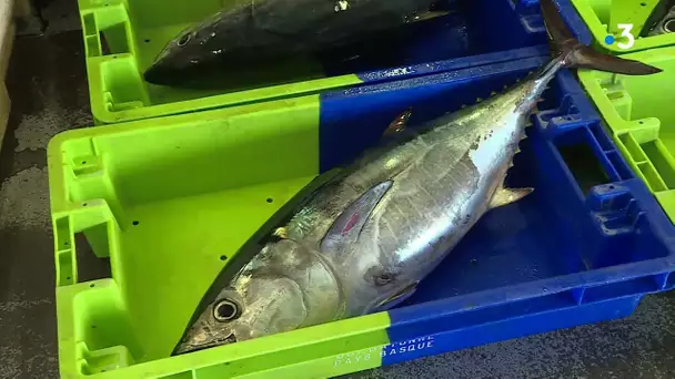 Pays basque : reprise de la pêche au thon rouge, un poisson très prisé des consommateurs