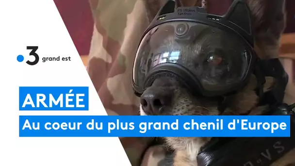 ARMÉE - au coeur du plus grand chenil d'Europe