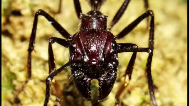 La plus grosse fourmi du monde ! - ZAPPING SAUVAGE