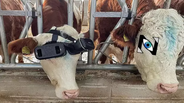 [Zap Net] Des vaches équipées de casques VR ! (13/01/22)