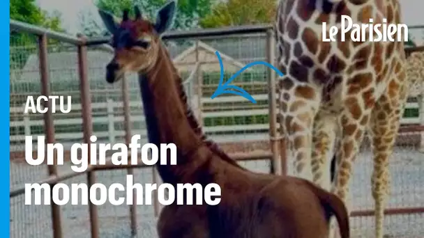 Une girafe sans tache naît dans un zoo américain, et c'est rarissime !
