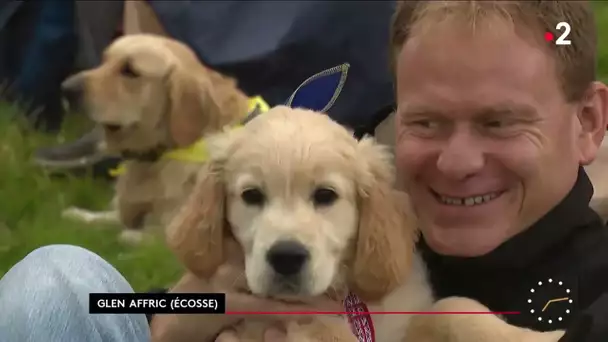 Golden retrievers : le plus grand rassemblement de l'histoire