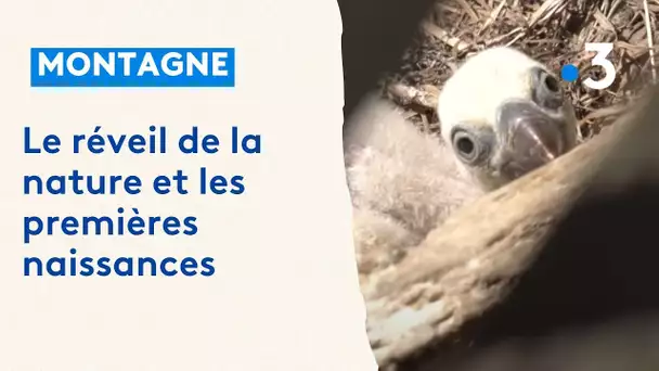 Premières naissances de l'année au parc animalier de Serre-Ponçon