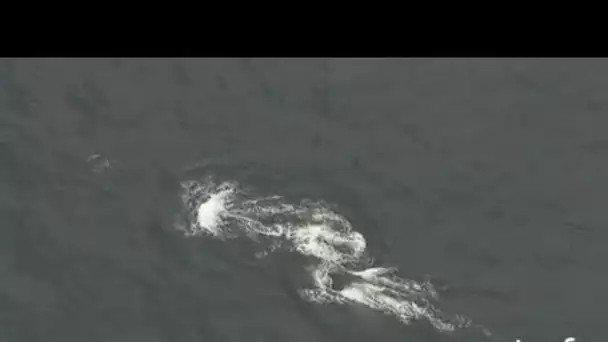 Gabon : baleines dans l'Océan Atlantique 1/2