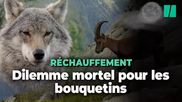 Dans les Alpes, les bouquetins préfèrent affronter les loups que le réchauffement climatique