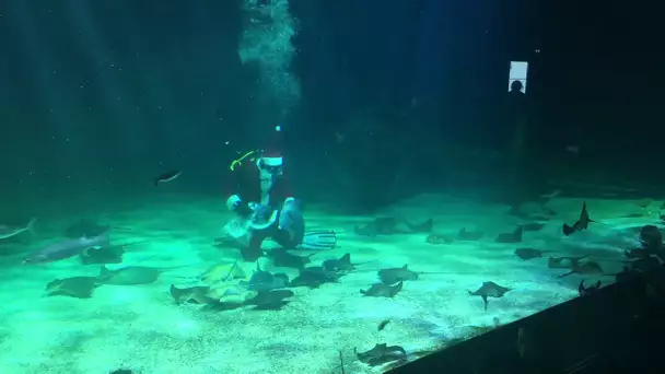 Le Père Noël se raie un chemin à l'Océarium du Croisic