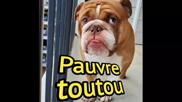 Le bouledogue triste ne peut plus jouer avec les enfants dans la rue à cause de la quarantaine