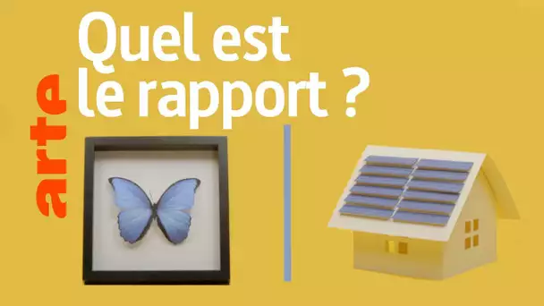 Un papillon et l'énergie solaire, quel est le rapport ? | Reconnexion | ARTE