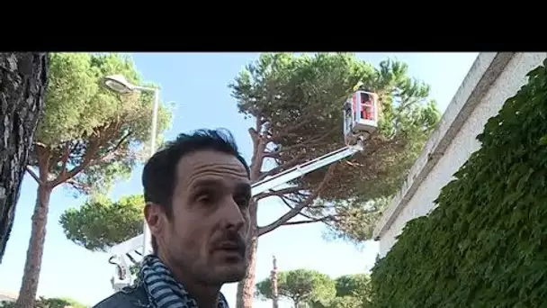 Hérault : Thomas Brail dénonce l'abattage de 22 arbres à La Grande-Motte