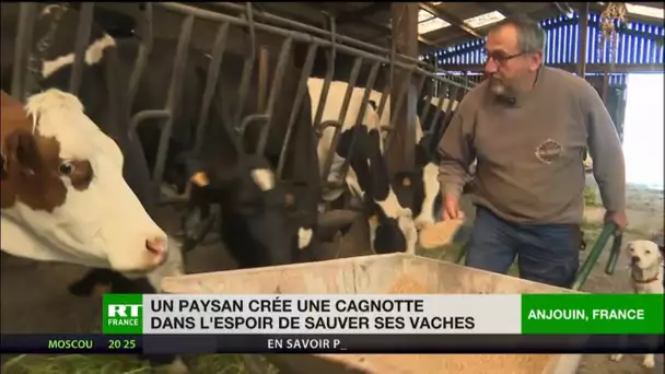 Un agriculteur de l'Indre lance une cagnotte pour sauver ses vaches