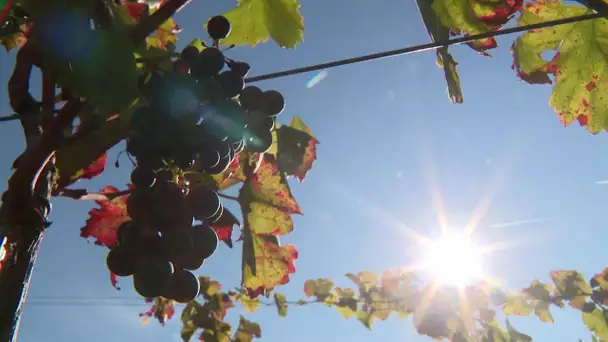 Les vendanges en altitude dans les Hautes-Alpes