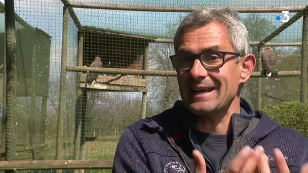 Une trentaine de petits rapaces sont nés au parc des Aigles du Léman, en Haute-Savoie