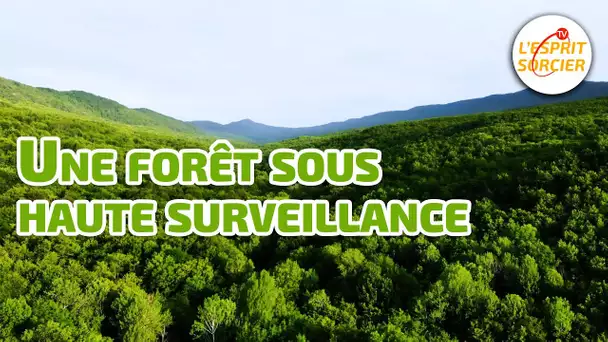 Une forêt sous haute surveillance - L'Esprit Sorcier