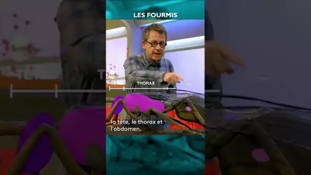 🐜 Les fourmis sont-elles des insectes ? #CPS #shorts