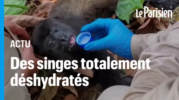 Mexique : les singes tombent des arbres et meurent alors que le pays connaît une vague de chaleur ex