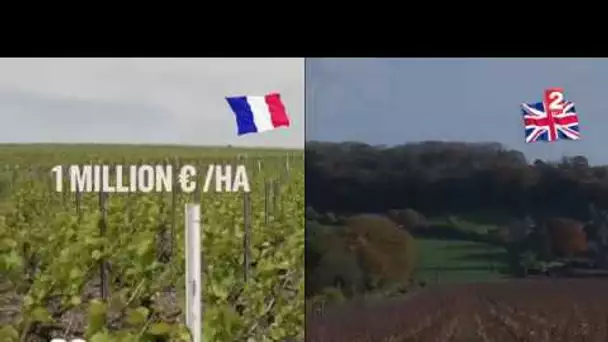 Vignobles: les champenois achètent en Angleterre