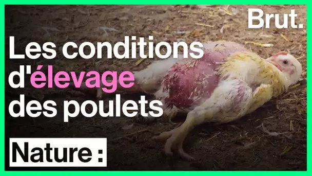 Les conditions de vie des poulets en élevage intensif