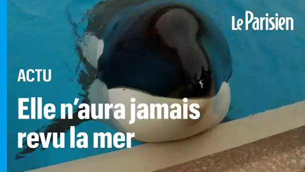 Kiska, « l’orque la plus seule au monde », est morte après 43 ans de captivité