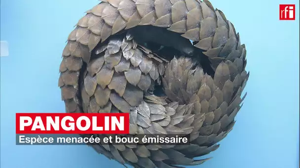 Pangolin : espèce menacée et bouc émissaire