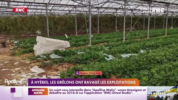 Intempéries : à Hyères, les grêlons ont ravagé les exploitations agricoles