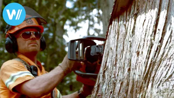 Holzfäller-Profis demonstrieren ihr Können in den Rocky Mountains