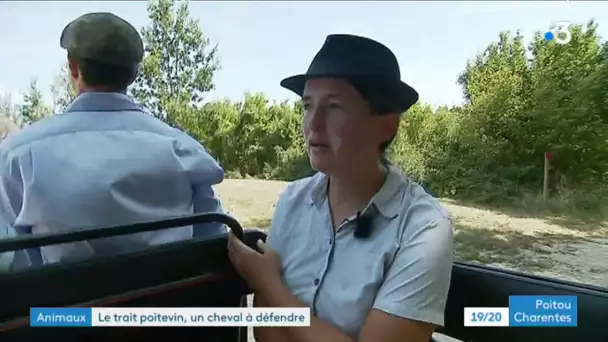 Les chevaux de traits poitevins à l'honneur au concours de Dampierre-sur-Boutonne