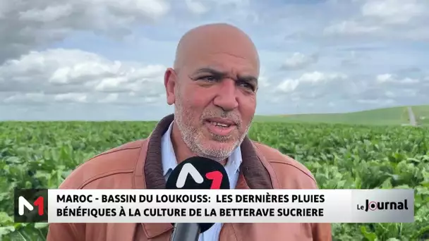Maroc – Bassin du Loukouss : Les récentes pluies bénéfiques pour la culture de la betterave sucrière