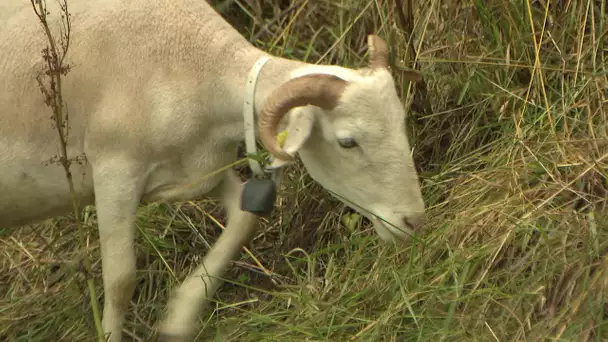 À Bergerac, les riverains contestent les mouton-tondeuse écologiques