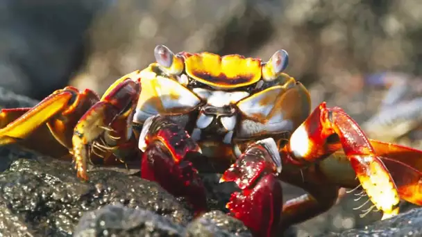 Crabe VS poulpe VS murène : la folle poursuite - ZAPPING SAUVAGE