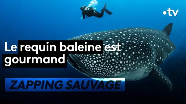 Le requin-baleine est gourmand - ZAPPING SAUVAGE