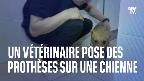 Russie: une chienne marche à nouveau grâce à quatre prothèses