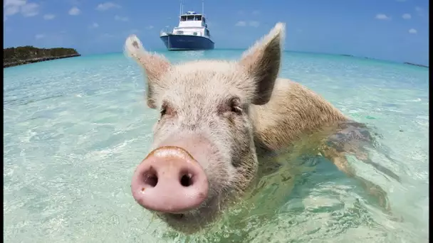 La vérité sur les cochons nageurs des Bahamas - ZAPPING SAUVAGE