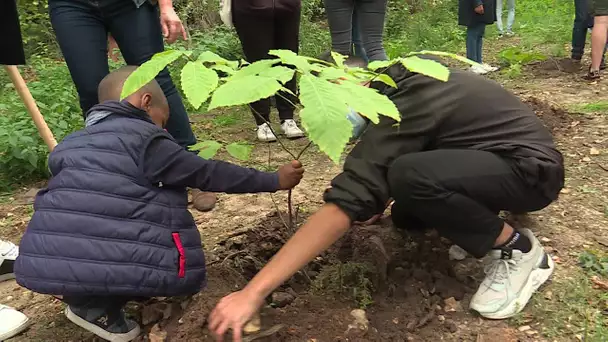 Cléon :  mobilisation contre la destruction d'un bois pour faire un lotissement